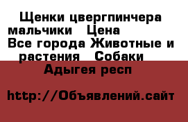 Щенки цвергпинчера мальчики › Цена ­ 25 000 - Все города Животные и растения » Собаки   . Адыгея респ.